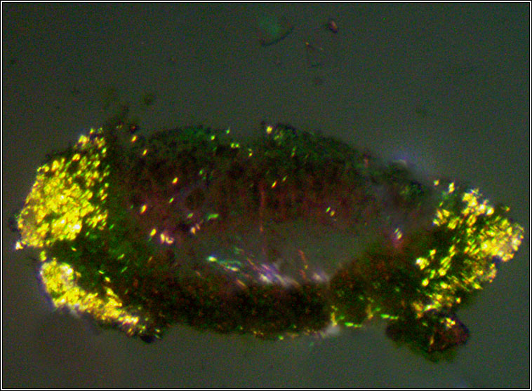 Myriolecis dispersa, Lecanora dispersa