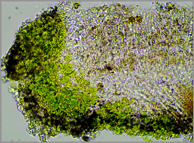 Myriolecis dispersa, Lecanora dispersa