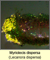 Myriolecis dispersa (Lecanora dispersa)