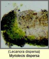 Myriolecis dispersa (Lecanora dispersa)