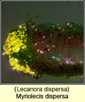 Myriolecis dispersa (Lecanora dispersa)