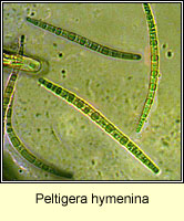 Peltigera hymenina