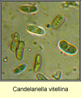 Candelariella vitellina