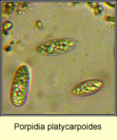 Porpidia platycarpoides