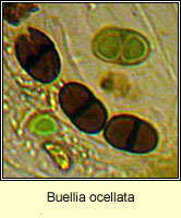 Buellia ocellata