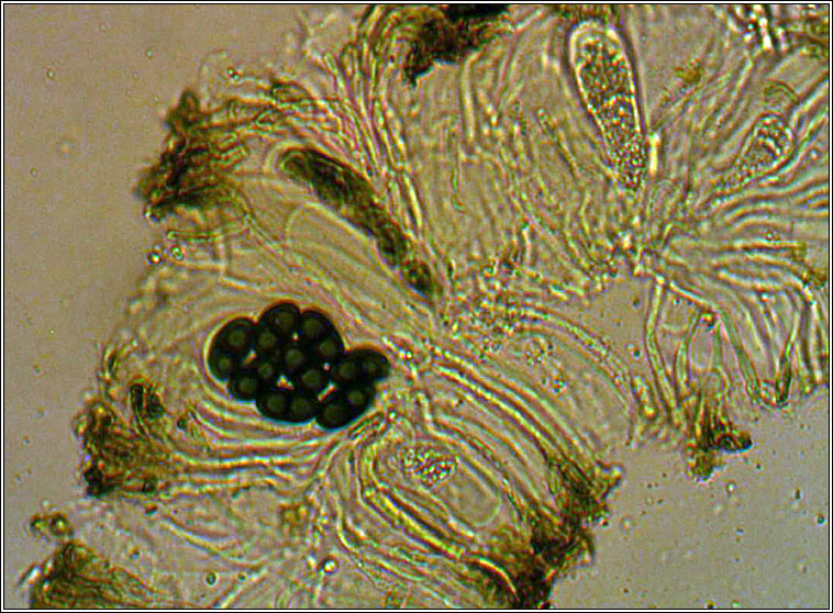 Buellia ocellata