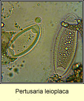 Pertusaria leioplaca