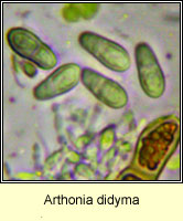 Arthonia didyma