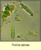 Porina aenea