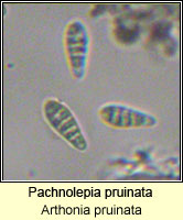 Pachnolepia pruinata (Arthonia pruinata)