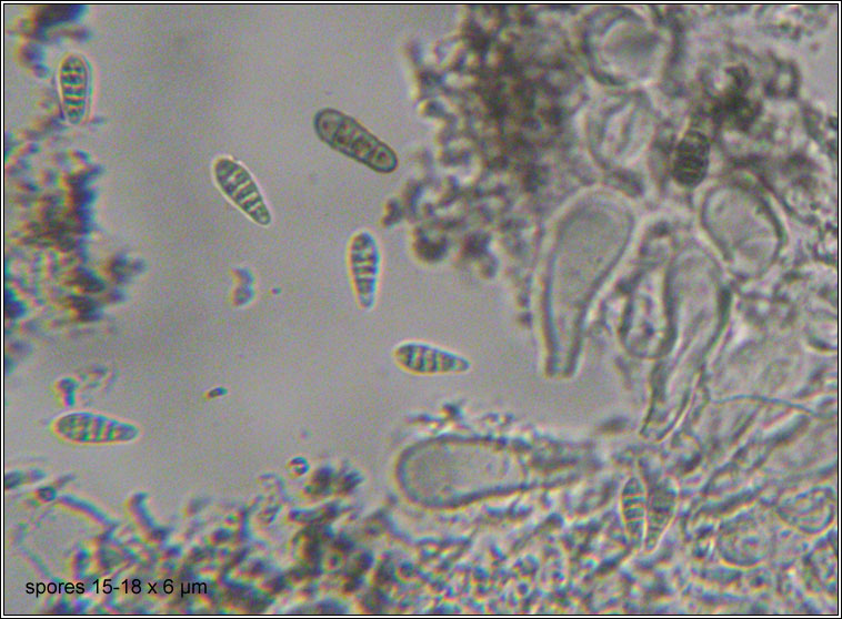 Arthonia pruinata, spores