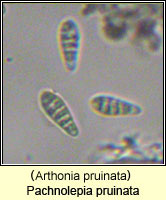 Pachnolepia pruinata (Arthonia pruinata)