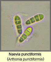 Naevia punctiformis (Arthonia punctiformis)