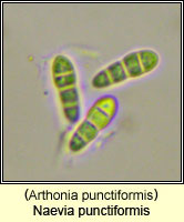 Naevia punctiformis (Arthonia punctiformis)