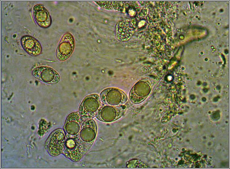 Verrucaria muralis, spores