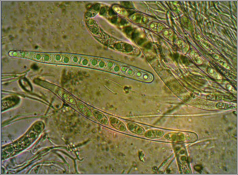 Acrocordia conoidea, asci and spores