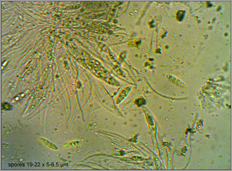 Porina linearis, spores