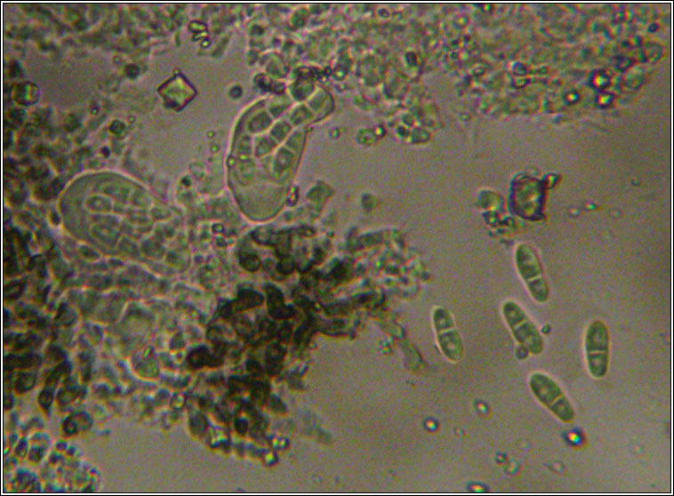 Arthonia apotheciorum, spores