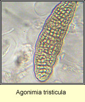 Agonimia tristicula