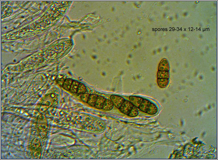 Weddellomyces epicallopisma