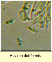 Micarea doliiformis