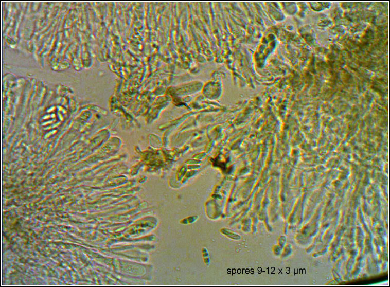 Micarea doliiformis, spores