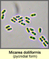 Micarea doliiformis (pycnidial form)
