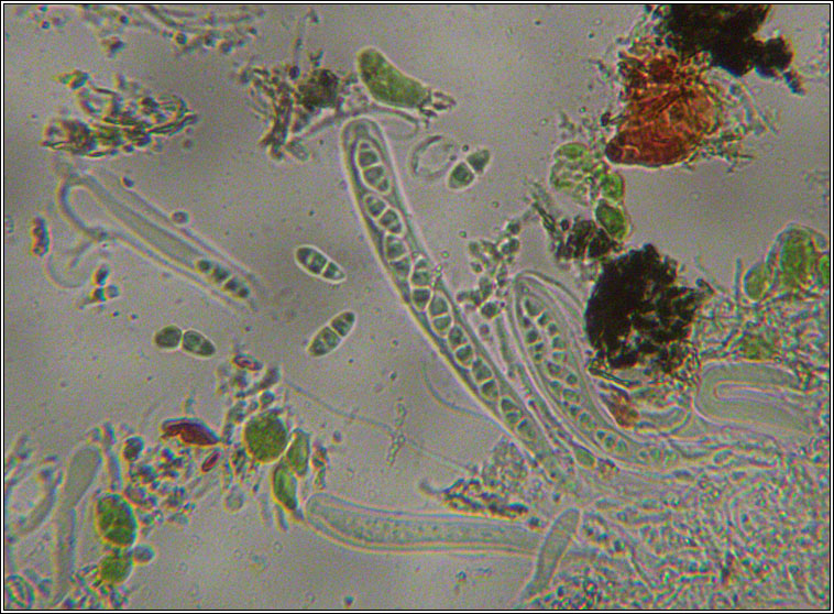 Anisomeridium polypori, spores