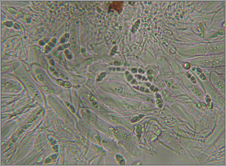 Anisomeridium polypori, spores