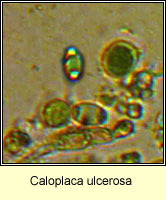 Caloplaca ulcerosa