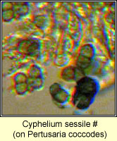 Cyphelium sessile