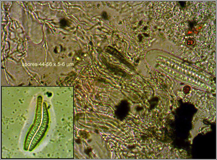 Opegrapha sorediifera