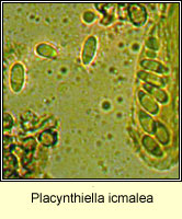 Placynthiella icmalea