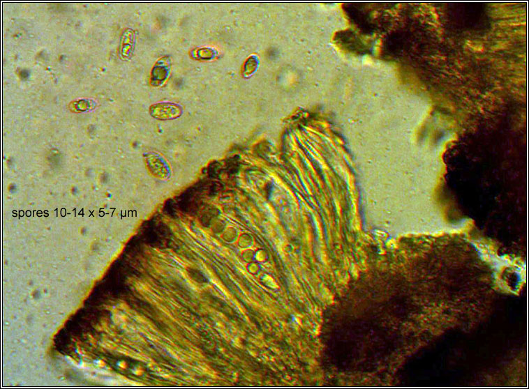 Placynthiella uliginosa