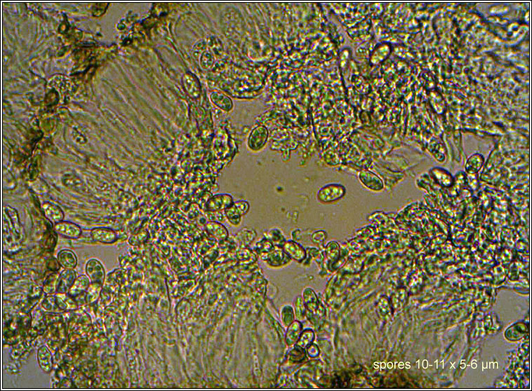 Lecanora persimilis