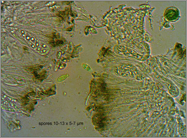 Lecanora persimilis