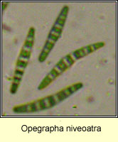 Opegrapha niveoatra