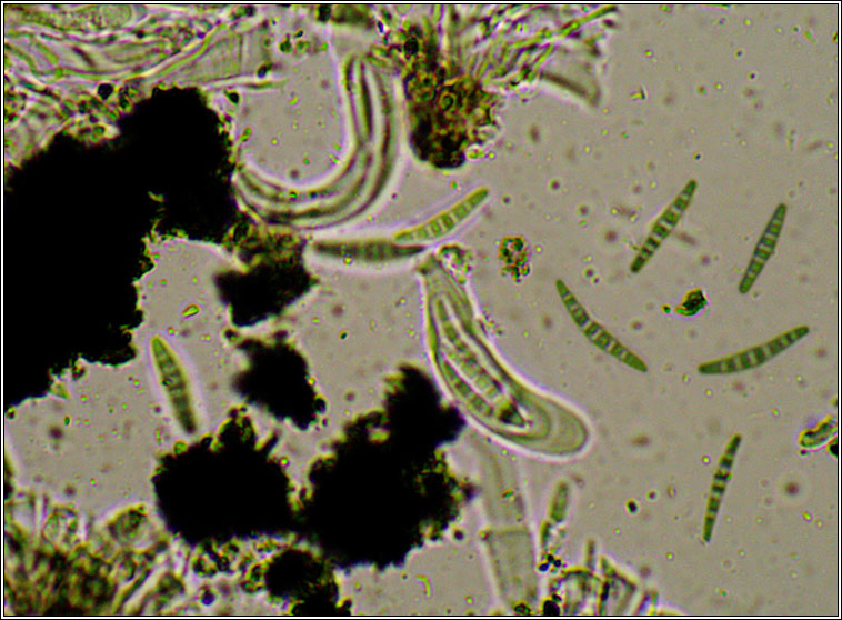 Opegrapha niveoatra