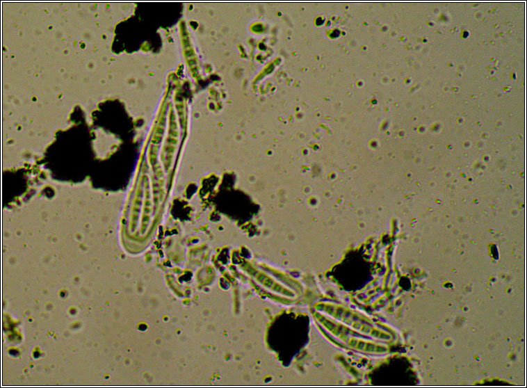 Opegrapha niveoatra