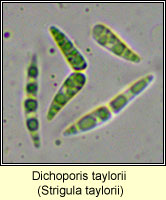 Dichoporis taylorii (Strigula taylorii)