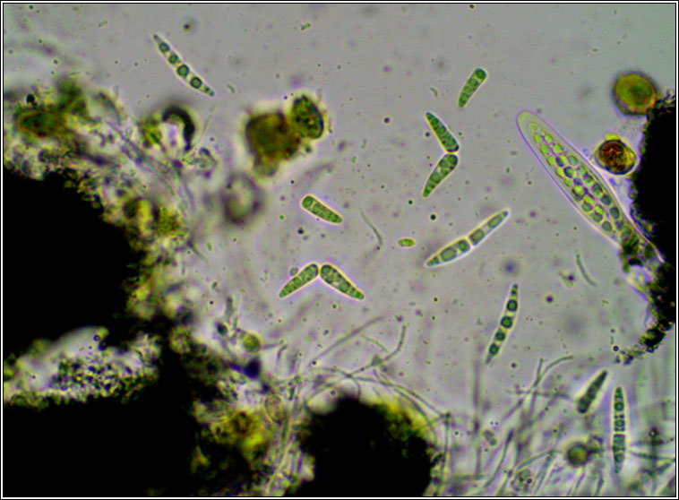 Dichoporis taylorii, Strigula taylorii