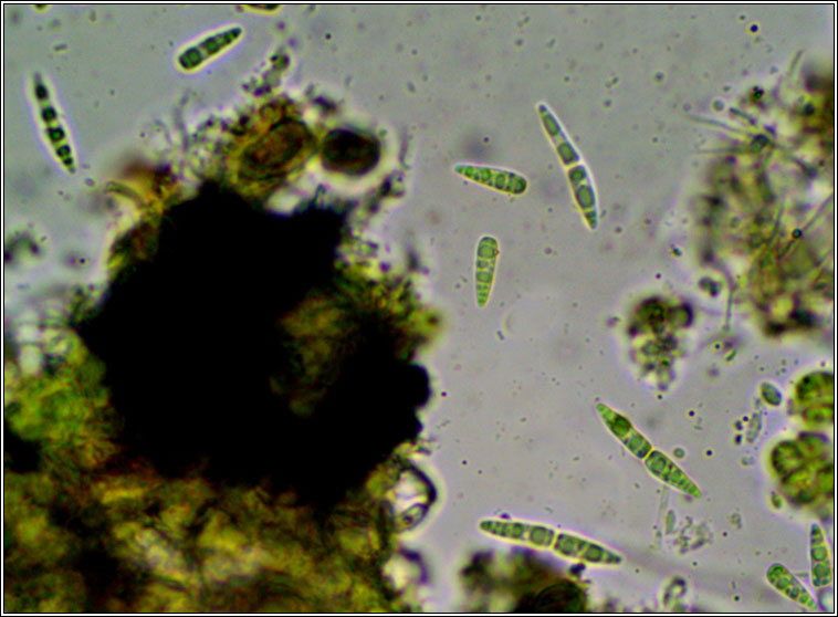 Dichoporis taylorii, Strigula taylorii