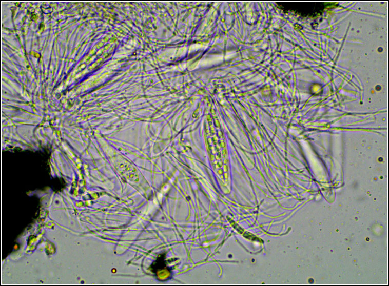 Dichoporis taylorii, Strigula taylorii