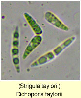 Strigula taylorii