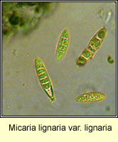 Micaria lignaria var lignaria, spores