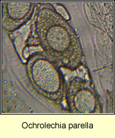 Ochrolechia parella