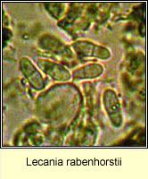 Lecania rabenhorstii