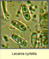 Lecania cyrtella