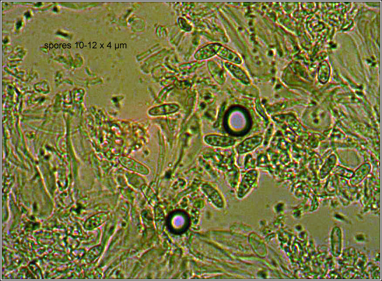 Lecania cyrtella