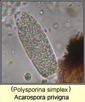 Acarospora privigna (Polysporina simplex)